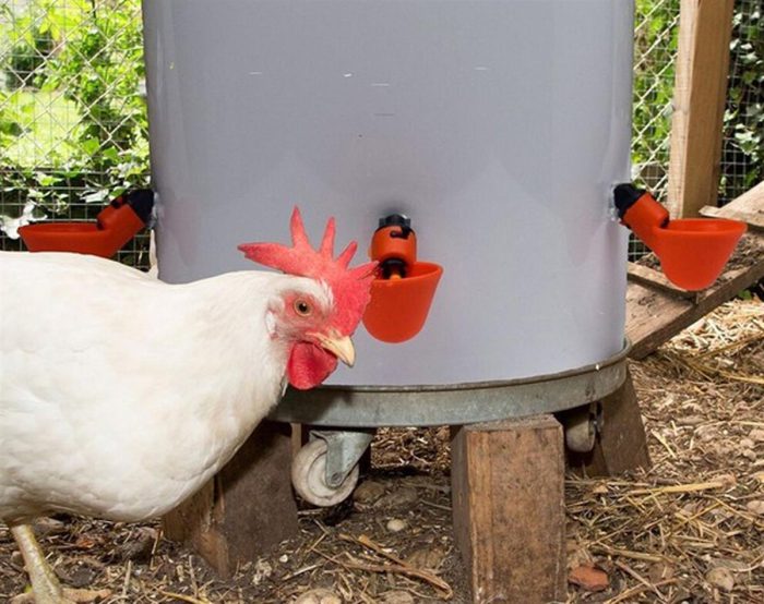 Automatic Poultry Drinker 4pcs