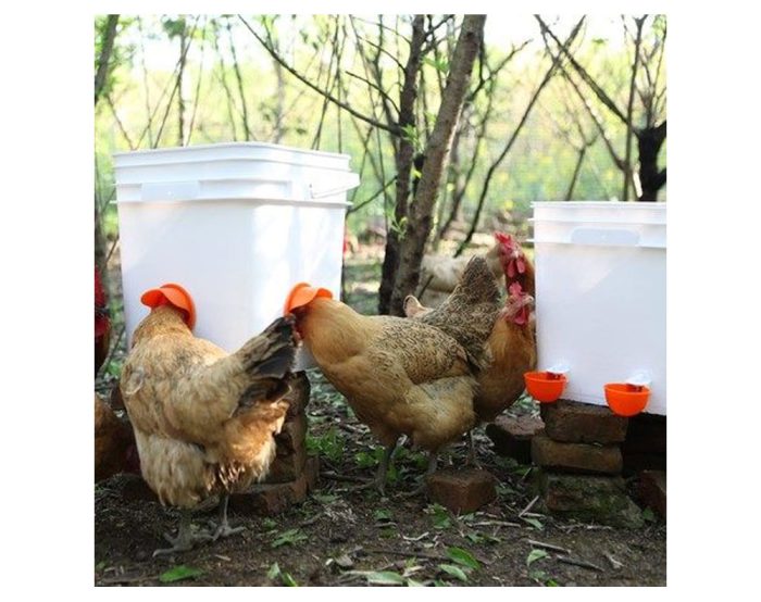 Chicken Feeder & Waterer Set