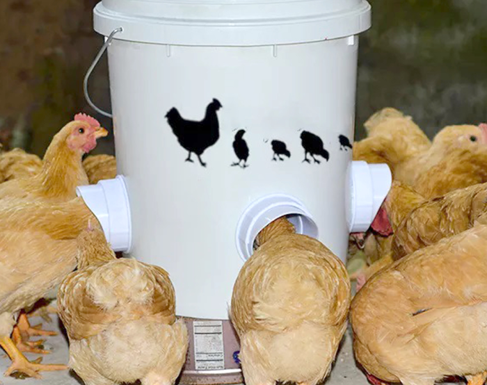 Chicken Poultry Feeder Kit