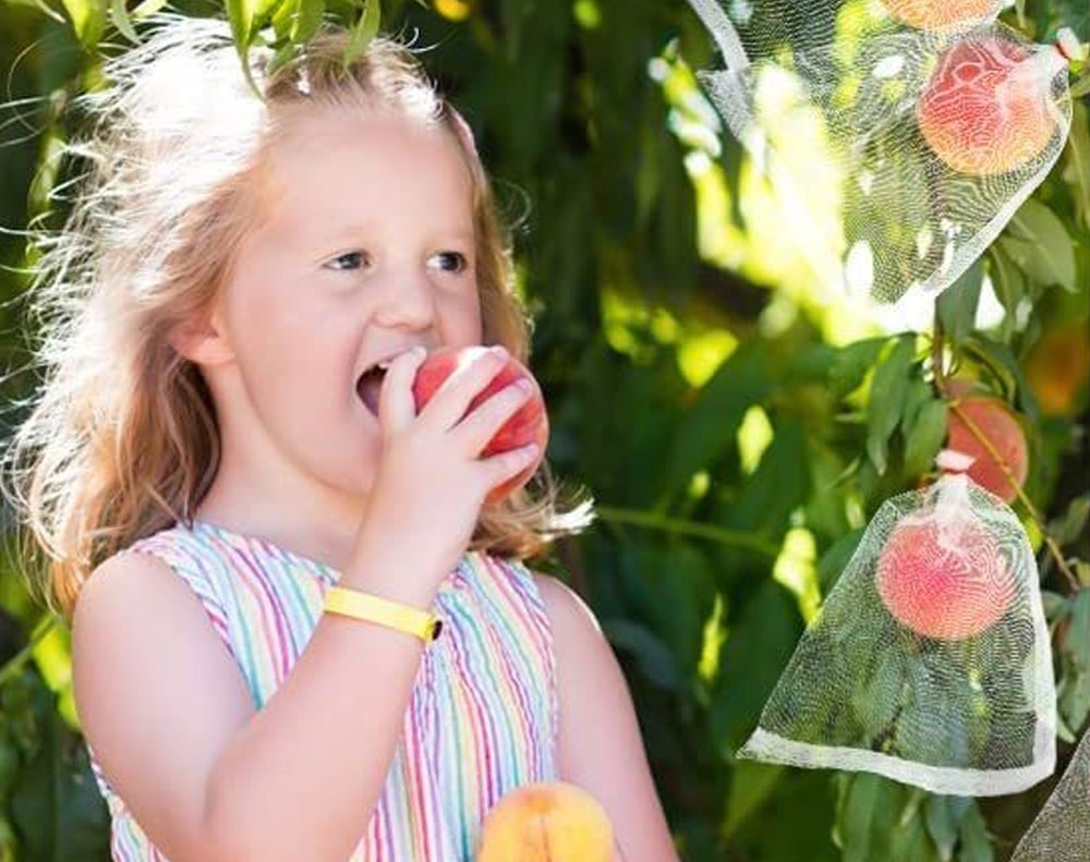 Fruit Bag Net / Fruit Bag